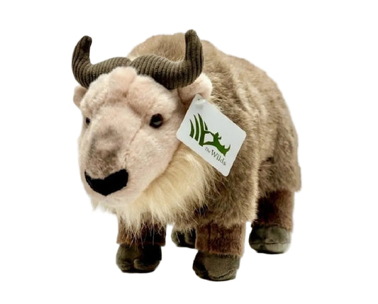 CK CUSTOM TAKIN